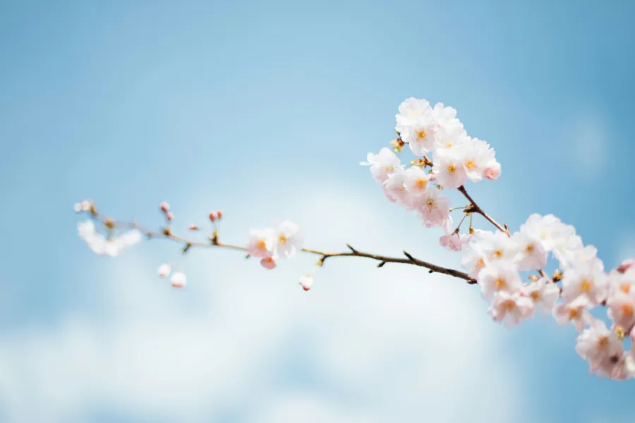 En gren med hvite blomster