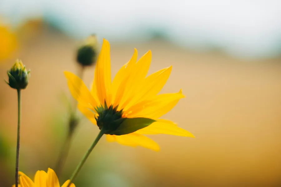 Et nærbilde av noen blomster