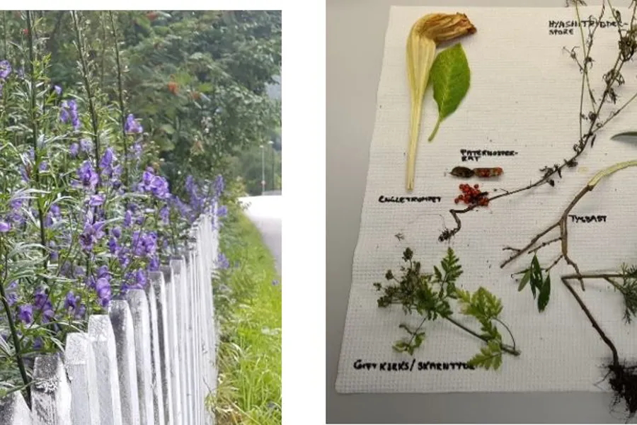 To bilder hvor det ene viser planter bak et gjerde, og det andre ulike blomster tørket på et papir.